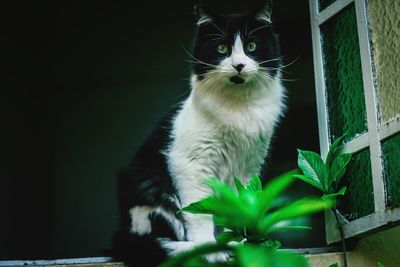 Close-up of cat by plants