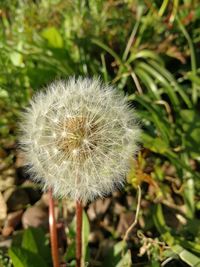 Close-up of dandelion flower