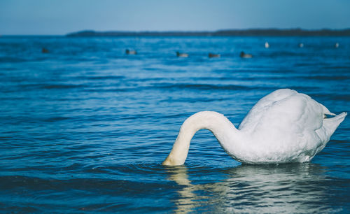 Bird in sea against blue sky