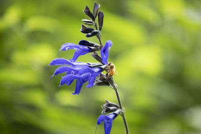 Close-up of insect on purple flowering plant