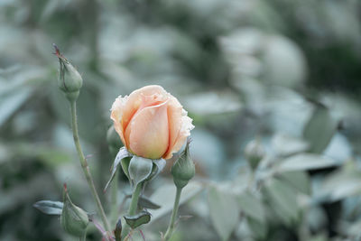 Close-up of flowering plant