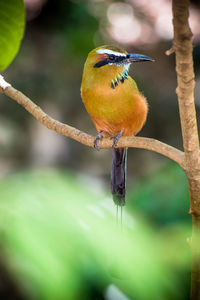 Close-up of bird perching on branch