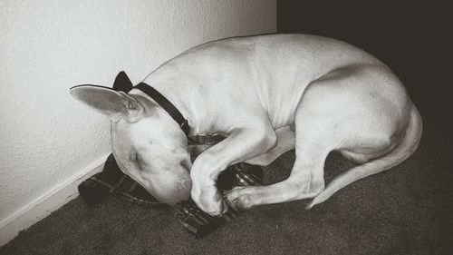 Dog relaxing on floor