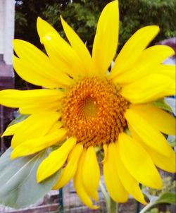 Close-up of yellow flower