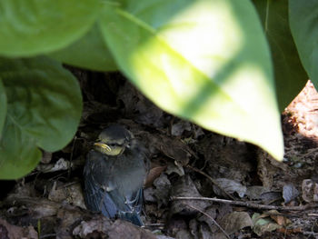View of bird in nest