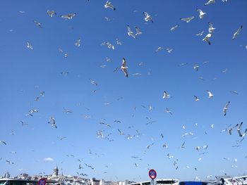 Low angle view of birds flying in sky