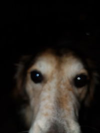 Close-up portrait of dog against black background