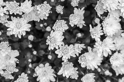 High angle view of flowering plant