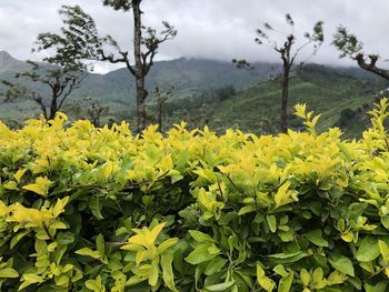 Scenic view of yellow flowering plants on field against sky