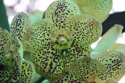 Close-up of flowering plant