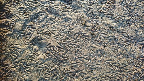 Full frame shot of crab on sand