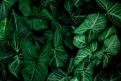 Full frame shot of fresh green leaves