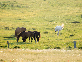 Cows grazing on field