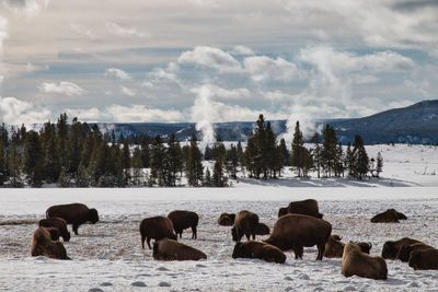 Herd of bison resting in front of geysers at yellowstone national park