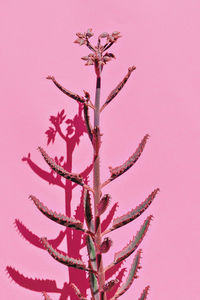 branch