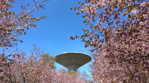 Low angle view of flowering plants against clear sky