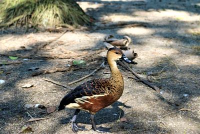 Duck on field