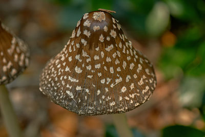 Close-up of mushroom growing outdoors