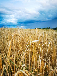 Ripening ears of yellow wheat field on the cloudy background