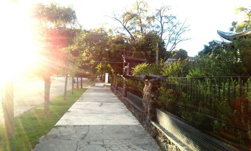 Sun shining through trees