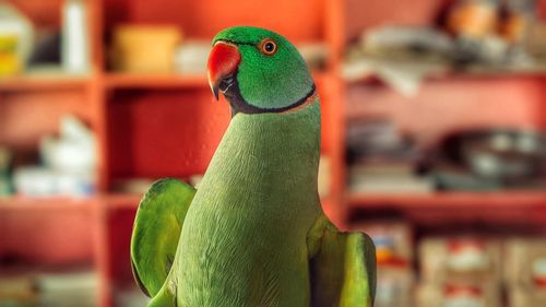 Close-up of parrot