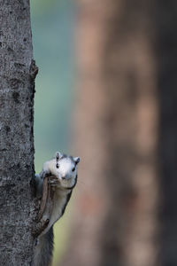 Close-up of rodent on tree trunk