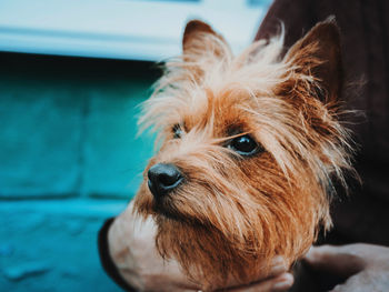 Midsection of person holding dog looking away