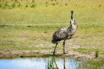 Emu by puddle on field