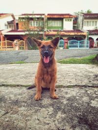 Portrait of dog standing against building