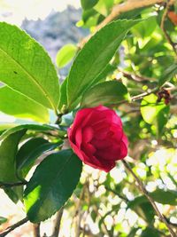 Close-up of pink flower blooming outdoors