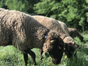 Sheeps at grazing