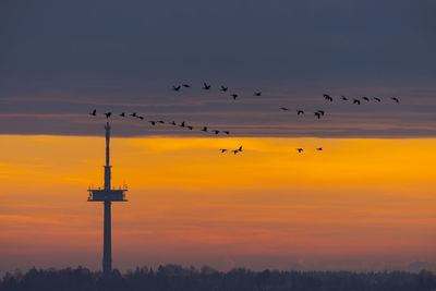 Birds flying in sky during sunset