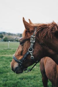 Horse in the field