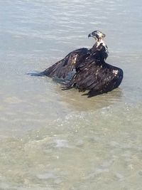 High angle view of duck swimming in lake
