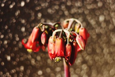 Close-up of red rose on plant