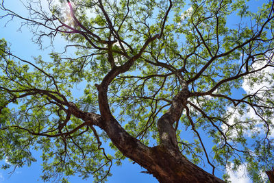 Low angle view of tree against clear blue sky