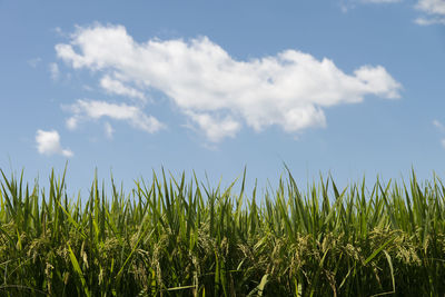 Wheat plants on field against sky