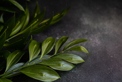 Close-up of green leaves on table