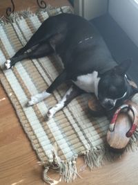 High angle view of dog relaxing on floor