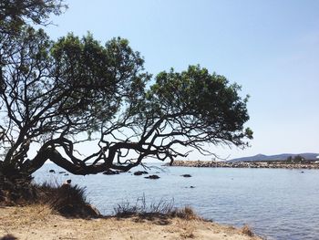 Trees on riverbank against clear sky