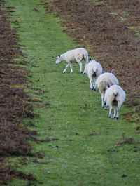 Four sheep grazing on grassy field