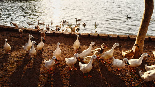 High angle view of birds in lake