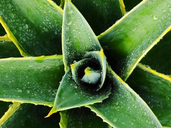 Full frame shot of succulent plant