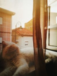 Tree seen through window of house