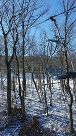 Bare trees on frozen lake in forest