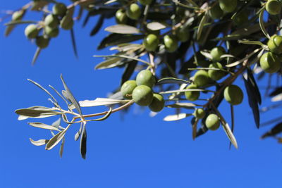 Low angle view of berries growing on tree against blue sky