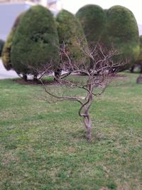 Close-up of tree on field against sky