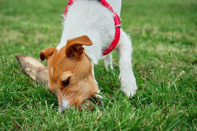 Dog gnawing on stick, playing on lawn with green grass