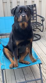 Dog sitting on chair at table