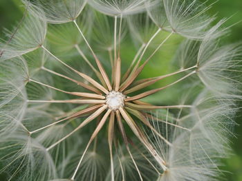 Close-up of dandelion on plant